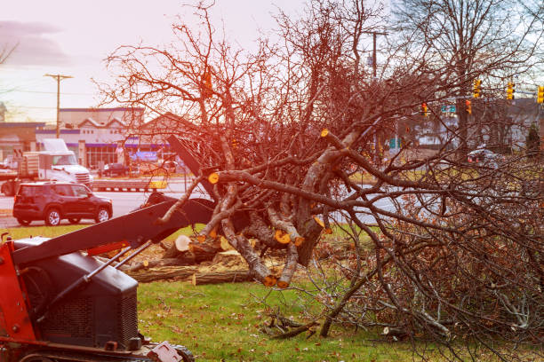 Best Storm Damage Tree Cleanup  in Madison, MS