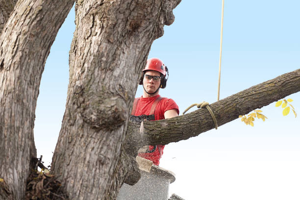 Best Hedge Trimming  in Madison, MS